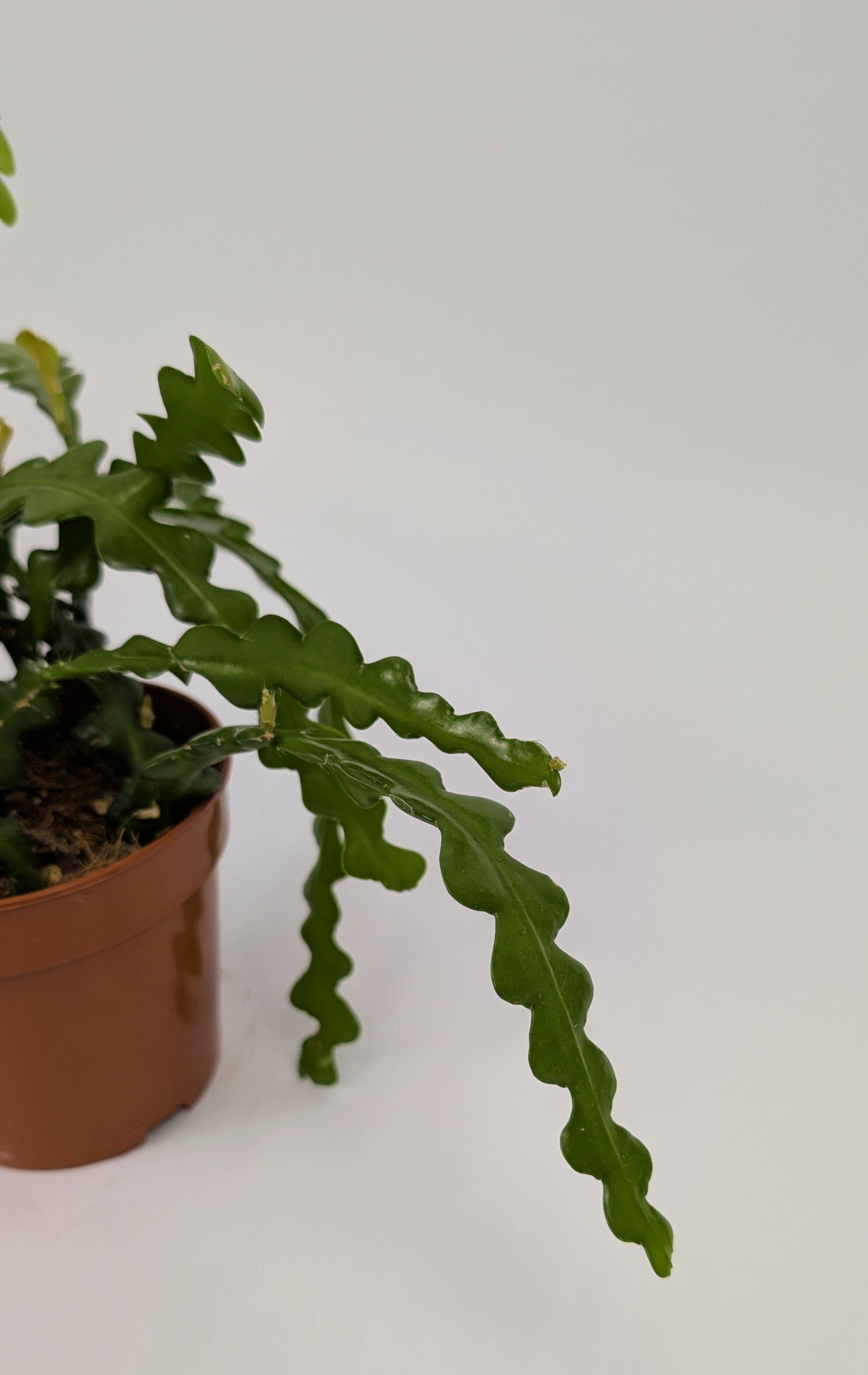 20cm Fishbone Cactus Epiphyllum Anguliger 12cm Pot Houseplant