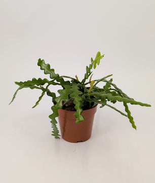 20cm Fishbone Cactus Epiphyllum Anguliger 12cm Pot Houseplant