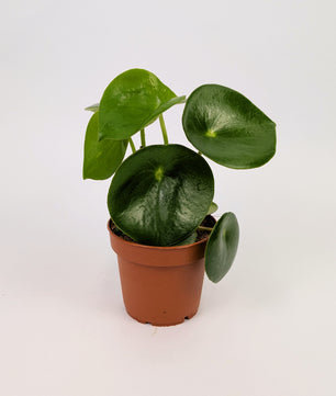 15 - 25cm Peperomia Polydrop 12cm Pot House Plant