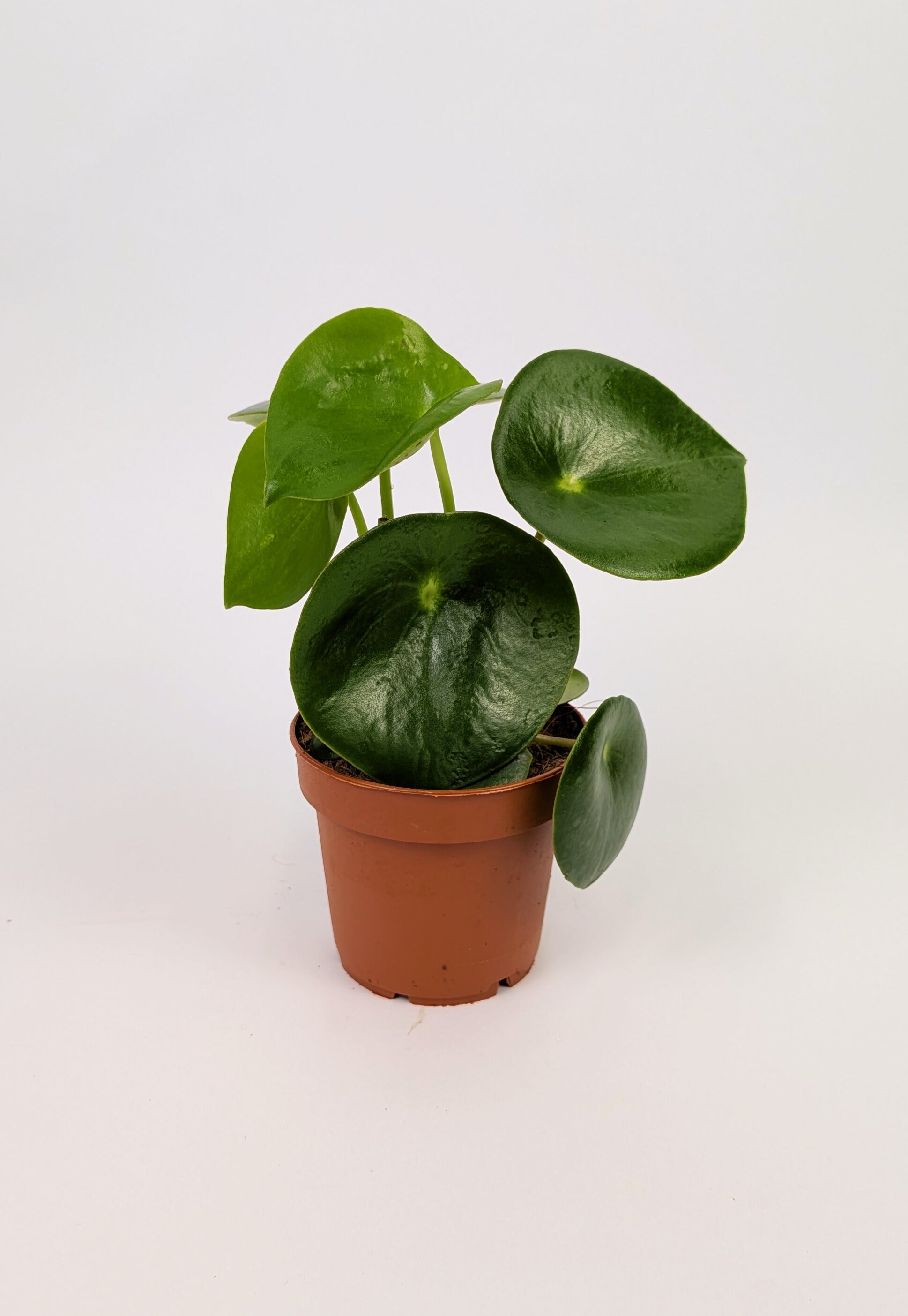 15 - 25cm Peperomia Polydrop 12cm Pot House Plant