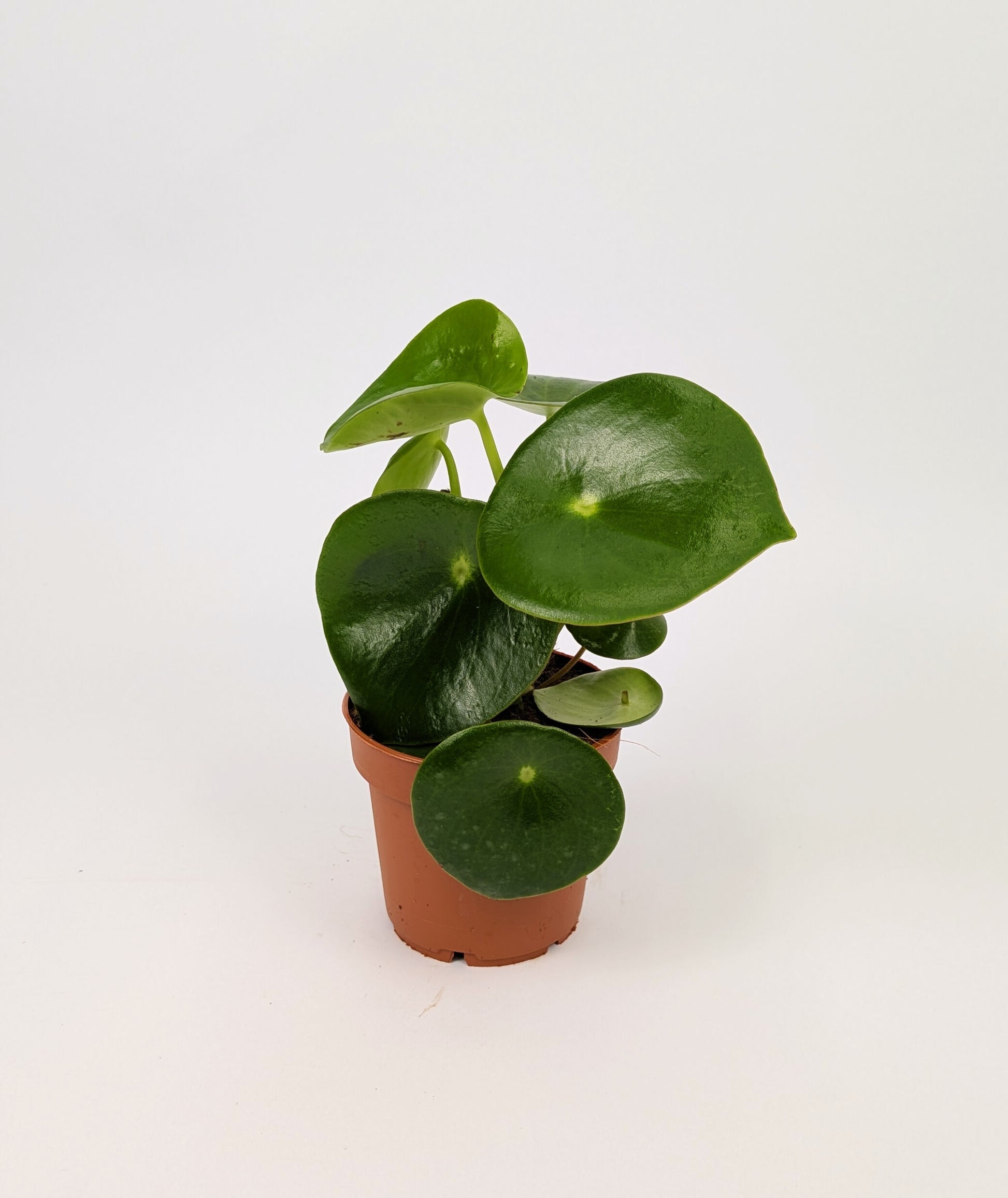 15 - 25cm Peperomia Polydrop 12cm Pot House Plant