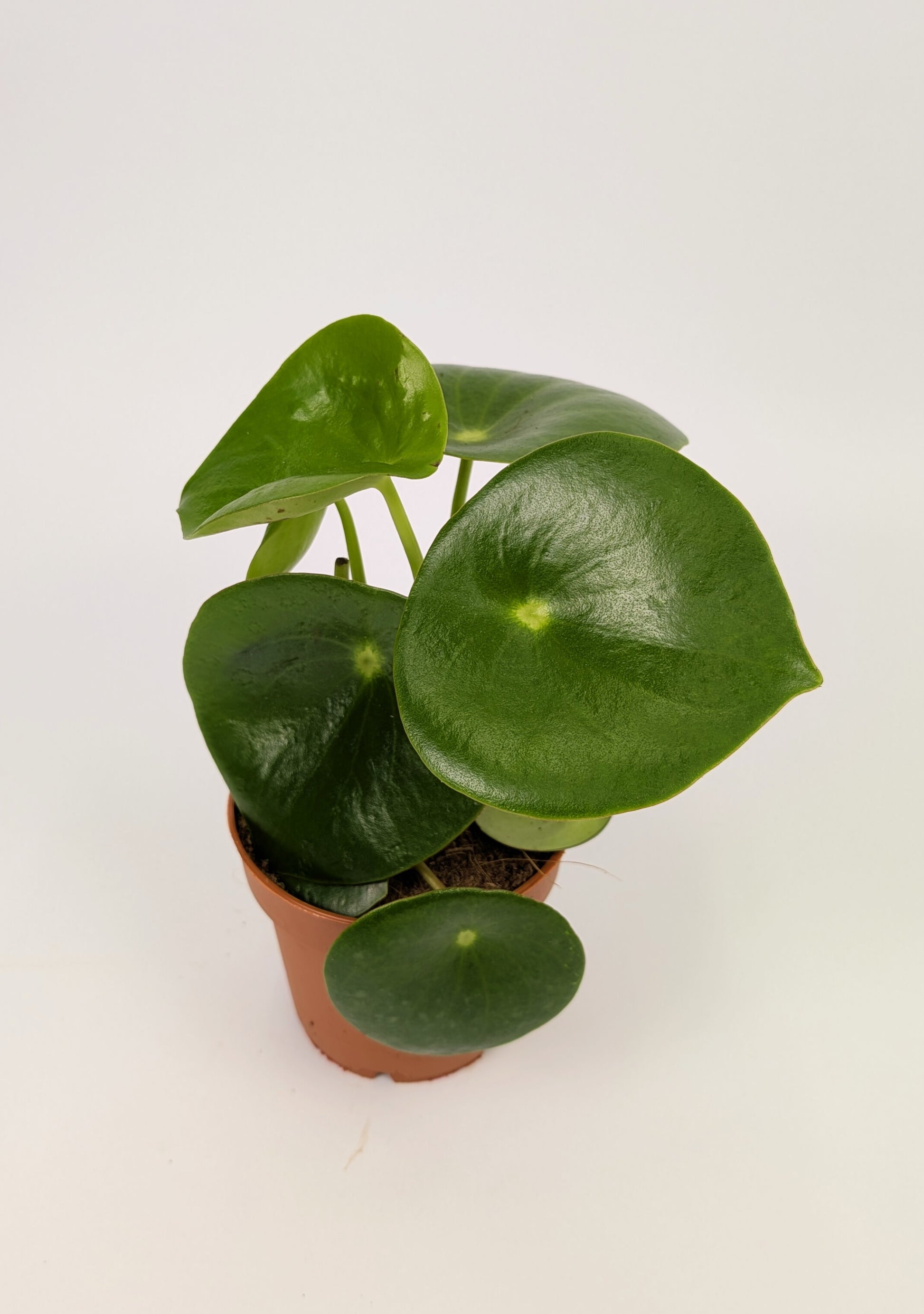 15 - 25cm Peperomia Polydrop 12cm Pot House Plant