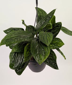 Epipremnum Pinnatum Marble Plant Large 15cm Hanging Pot Houseplant