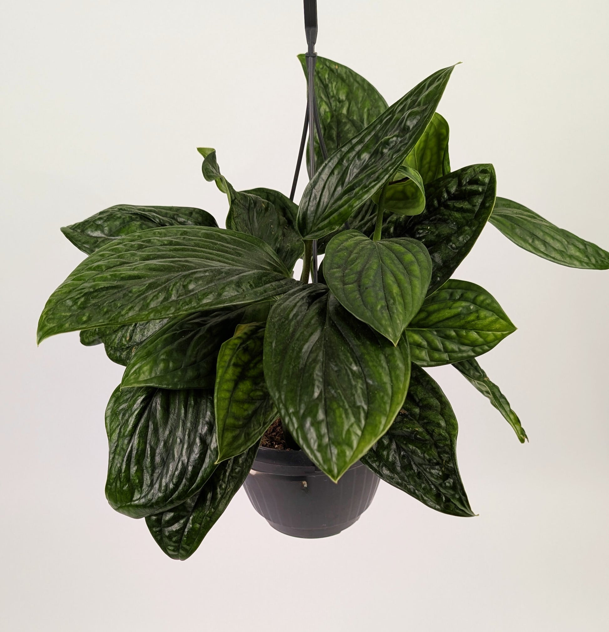 Epipremnum Pinnatum Marble Plant Large 15cm Hanging Pot Houseplant