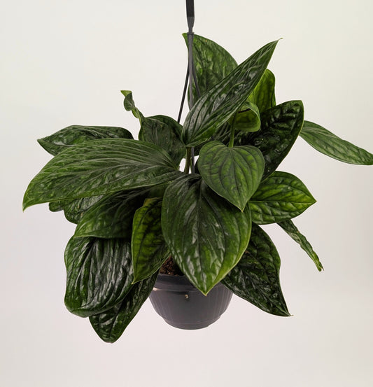 Epipremnum Pinnatum Marble Plant Large 15cm Hanging Pot Houseplant