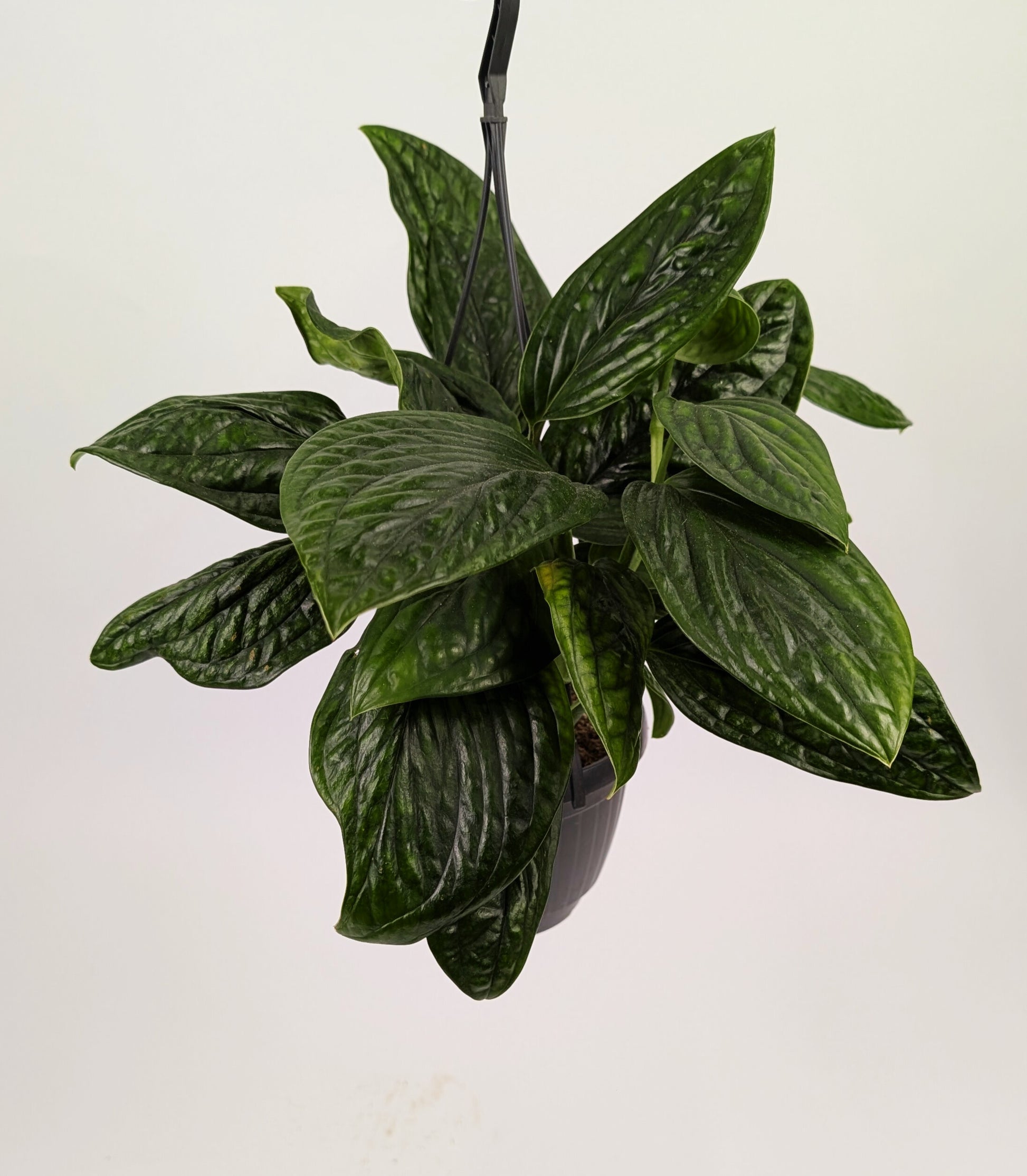 Epipremnum Pinnatum Marble Plant Large 15cm Hanging Pot Houseplant