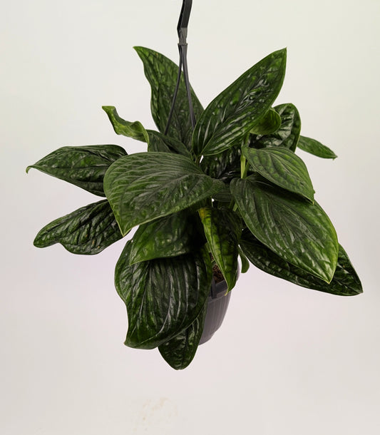 Epipremnum Pinnatum Marble Plant Large 15cm Hanging Pot Houseplant