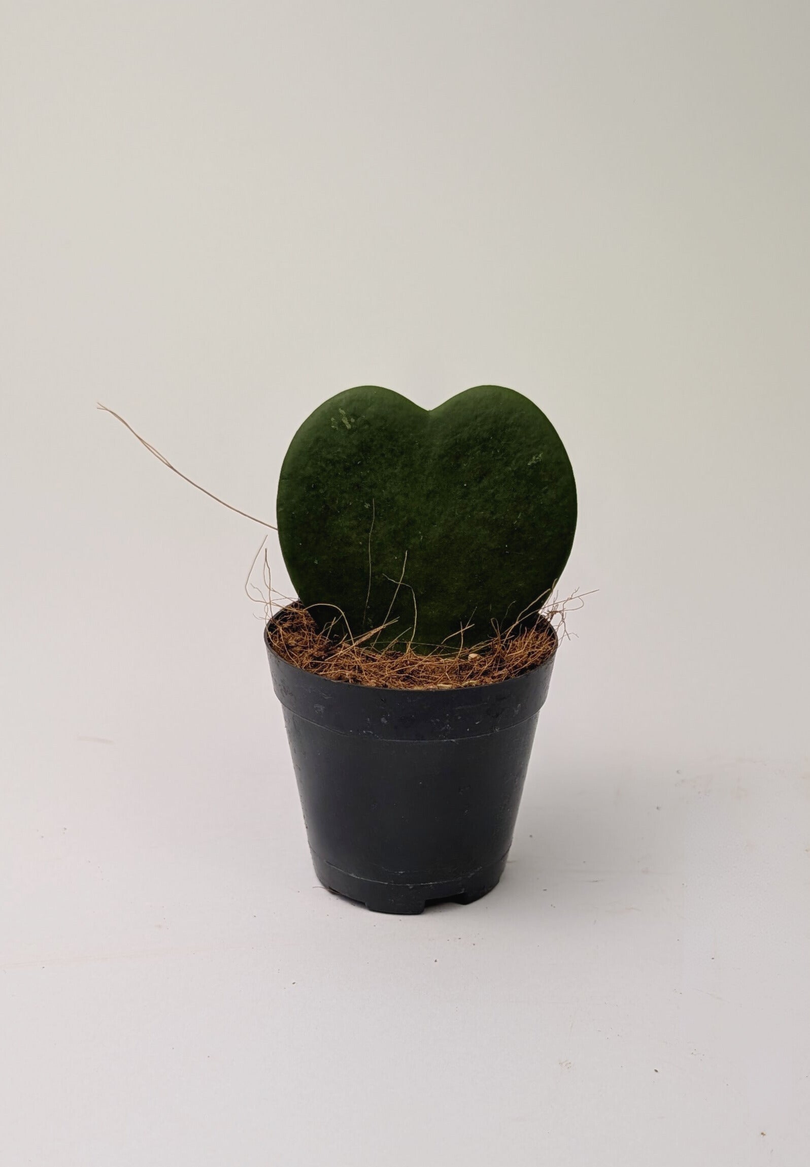Hoya Kerrii Heart Shaped Leaf Succulent 7cm Pot Houseplant
