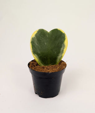Hoya Kerrii Variegated Heart Shaped Leaf 8cm Pot Houseplant