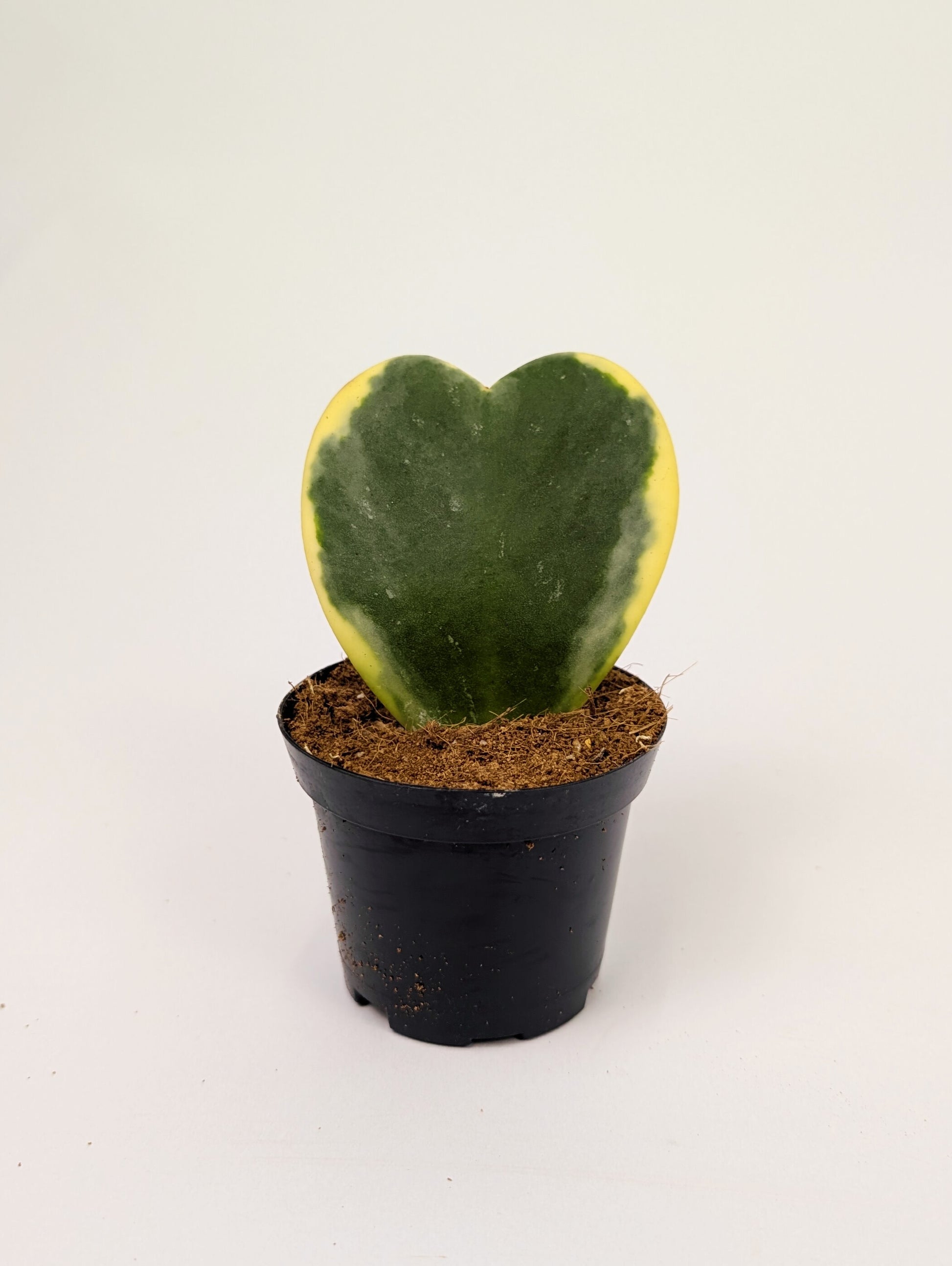 Hoya Kerrii Variegated Heart Shaped Leaf 8cm Pot Houseplant