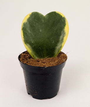 Hoya Kerrii Variegated Heart Shaped Leaf 8cm Pot Houseplant