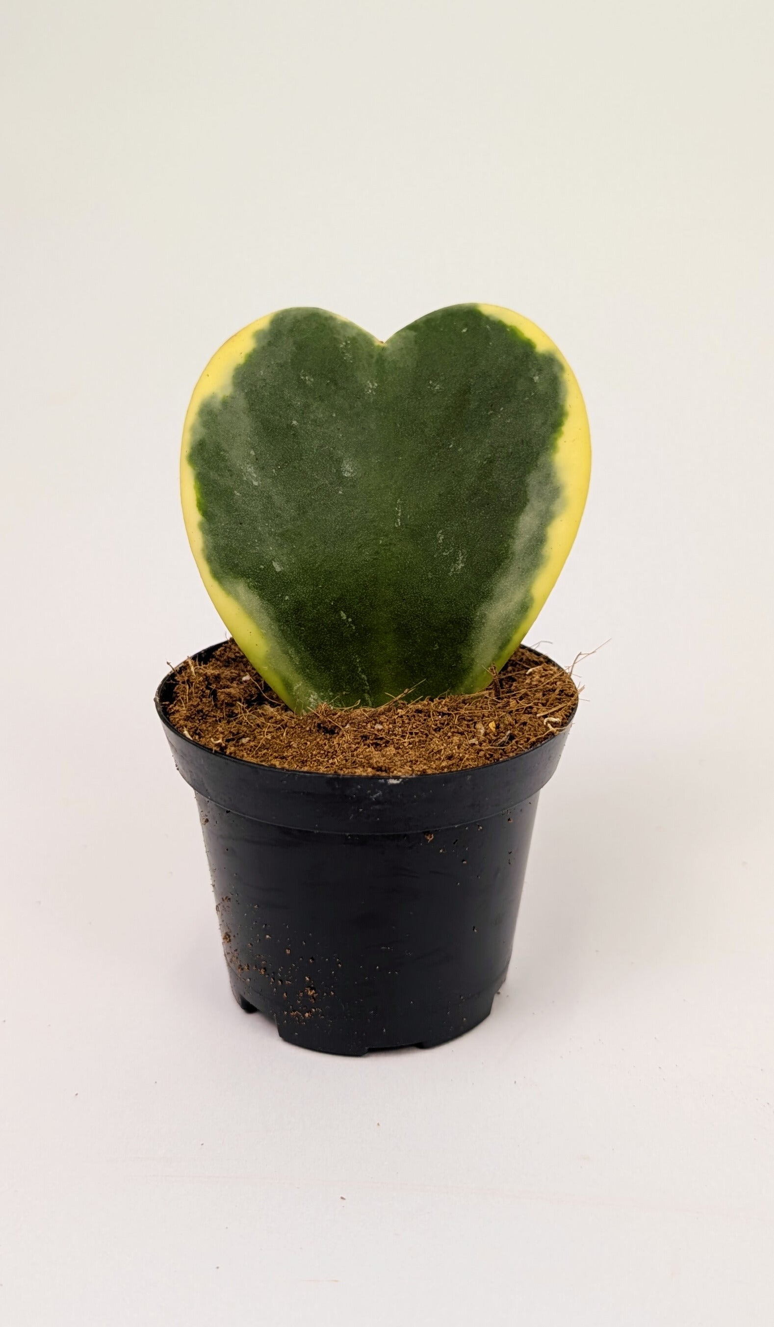 Hoya Kerrii Variegated Heart Shaped Leaf 8cm Pot Houseplant