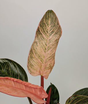 30cm Philodendron Pink Birkin Dark Form 12cm Pot Houseplant