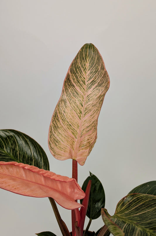 30cm Philodendron Pink Birkin Dark Form 12cm Pot Houseplant
