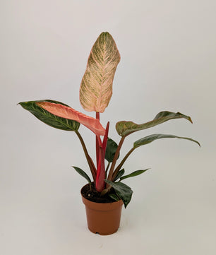 30cm Philodendron Pink Birkin Dark Form 12cm Pot Houseplant