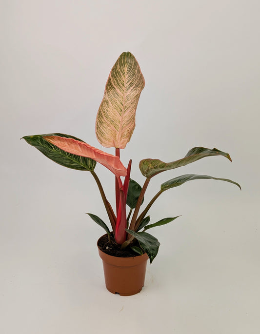30cm Philodendron Pink Birkin Dark Form 12cm Pot Houseplant