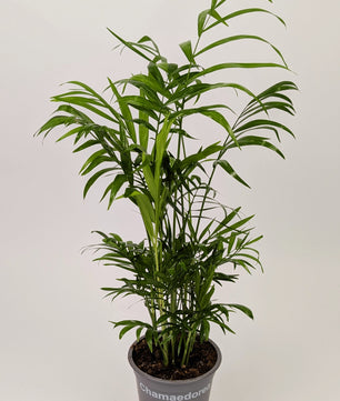 30 - 40cm Chamaedorea elegans 'Parlour Palm' 12cm Pot