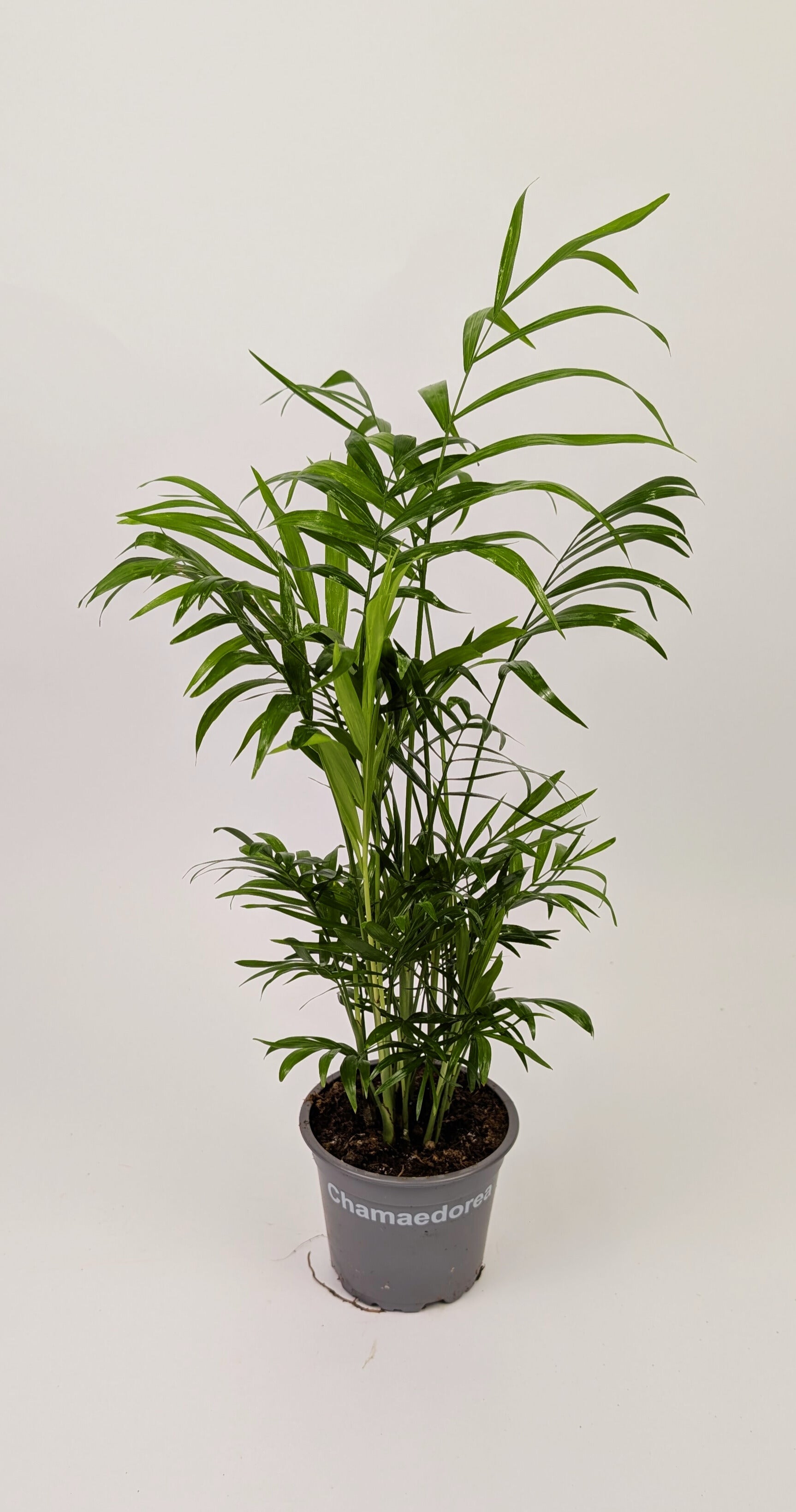 30 - 40cm Chamaedorea elegans 'Parlour Palm' 12cm Pot