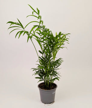 30 - 40cm Chamaedorea elegans 'Parlour Palm' 12cm Pot