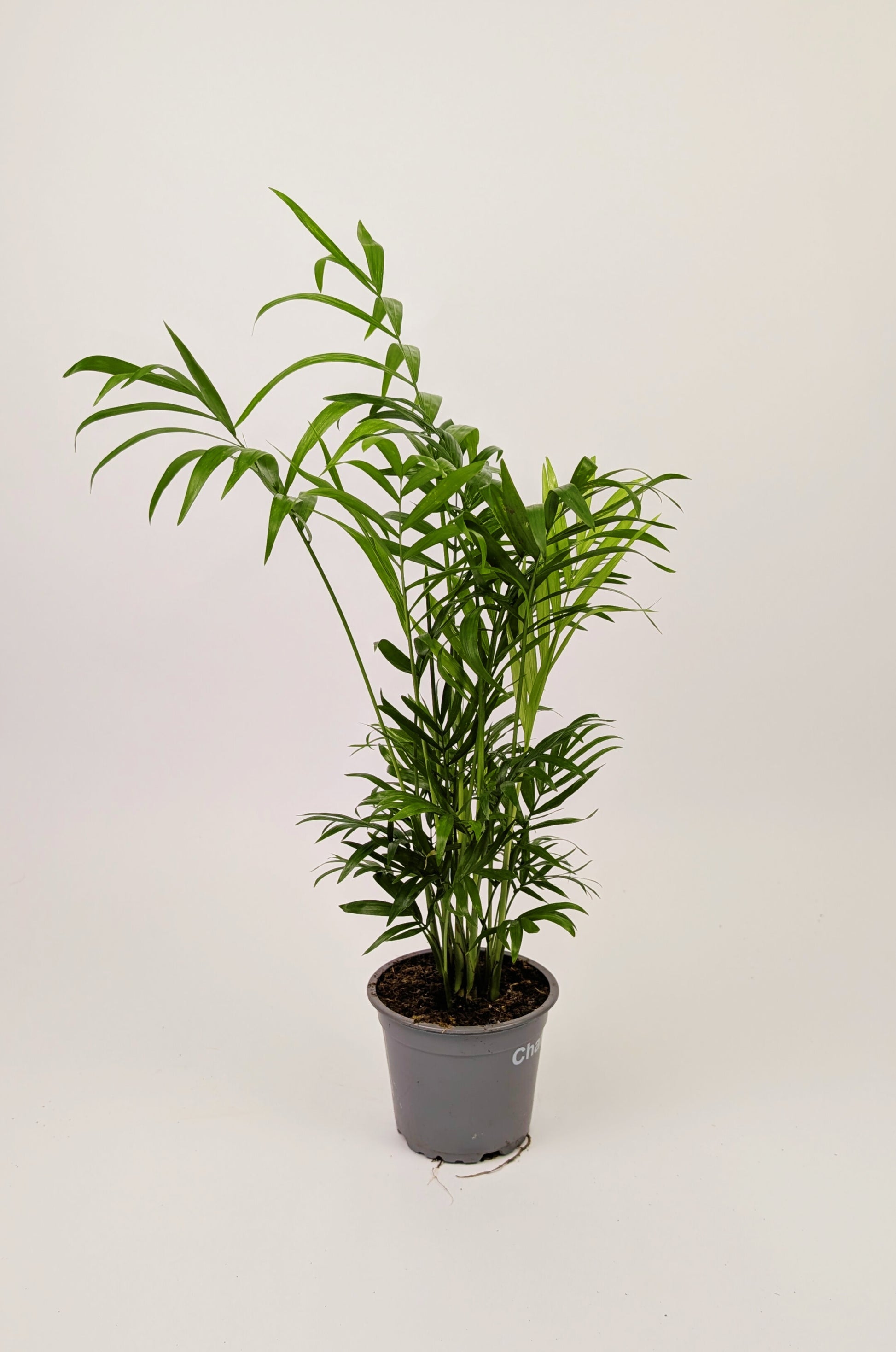 30 - 40cm Chamaedorea elegans 'Parlour Palm' 12cm Pot