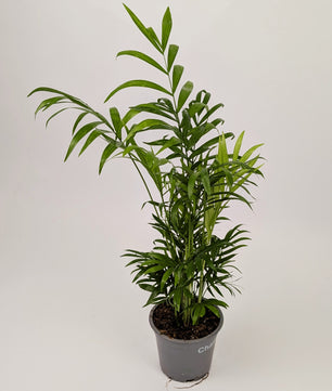 30 - 40cm Chamaedorea elegans 'Parlour Palm' 12cm Pot