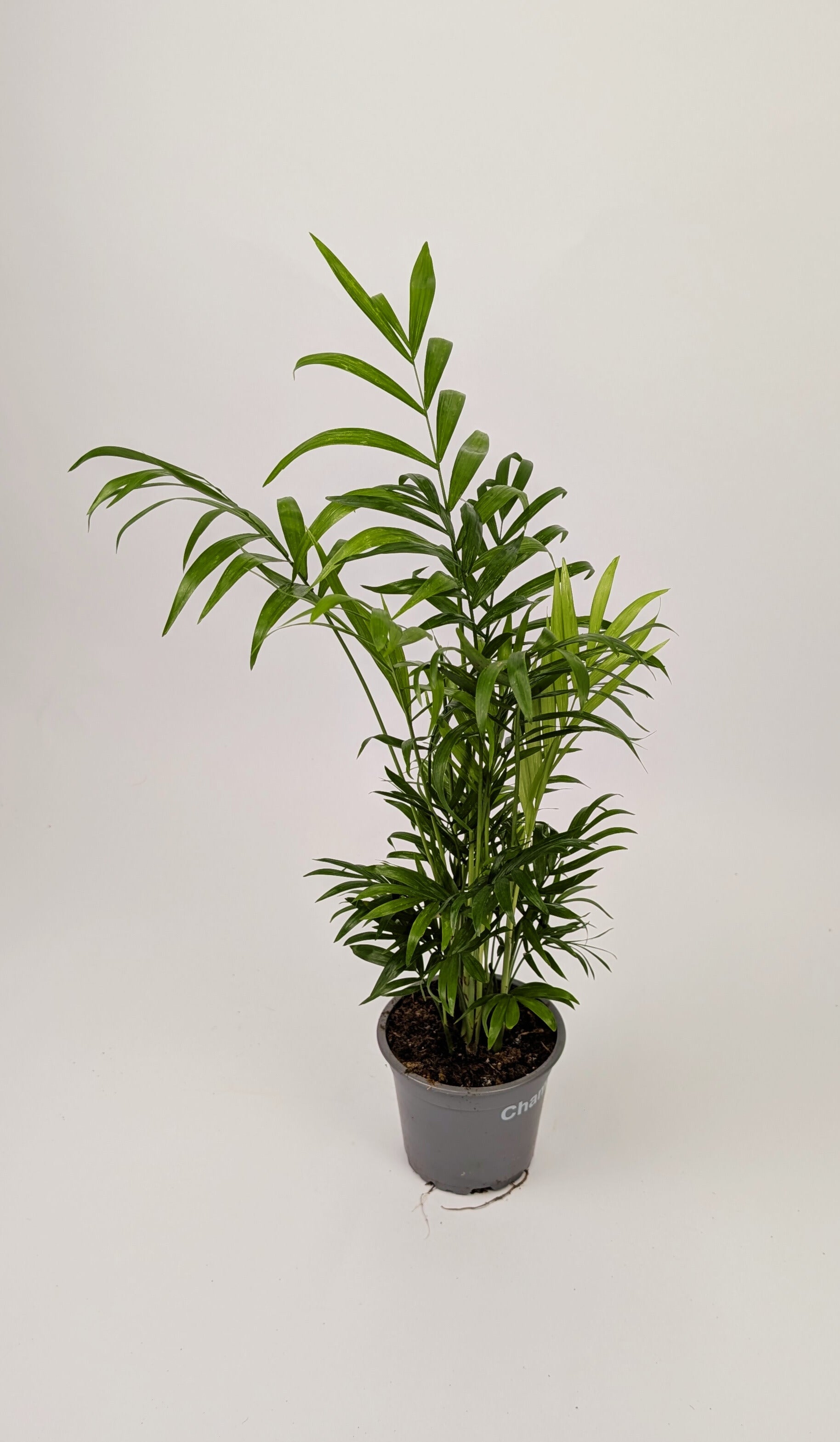 30 - 40cm Chamaedorea elegans 'Parlour Palm' 12cm Pot