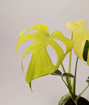 40 - 60cm Mint Monstera Deliciosa 12cm Pot Houseplant