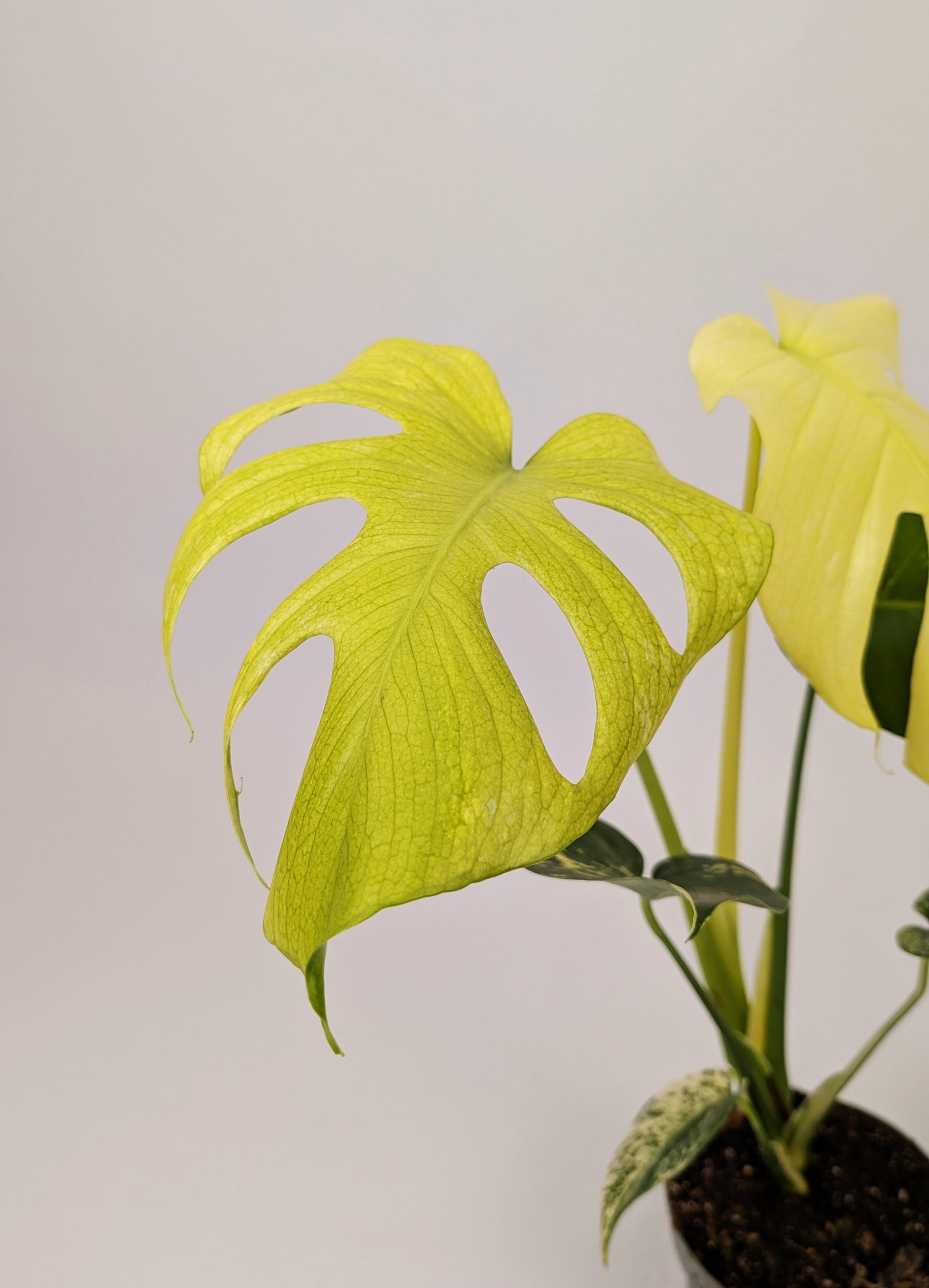40 - 60cm Mint Monstera Deliciosa 12cm Pot Houseplant