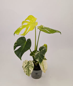 40 - 60cm Mint Monstera Deliciosa 12cm Pot Houseplant