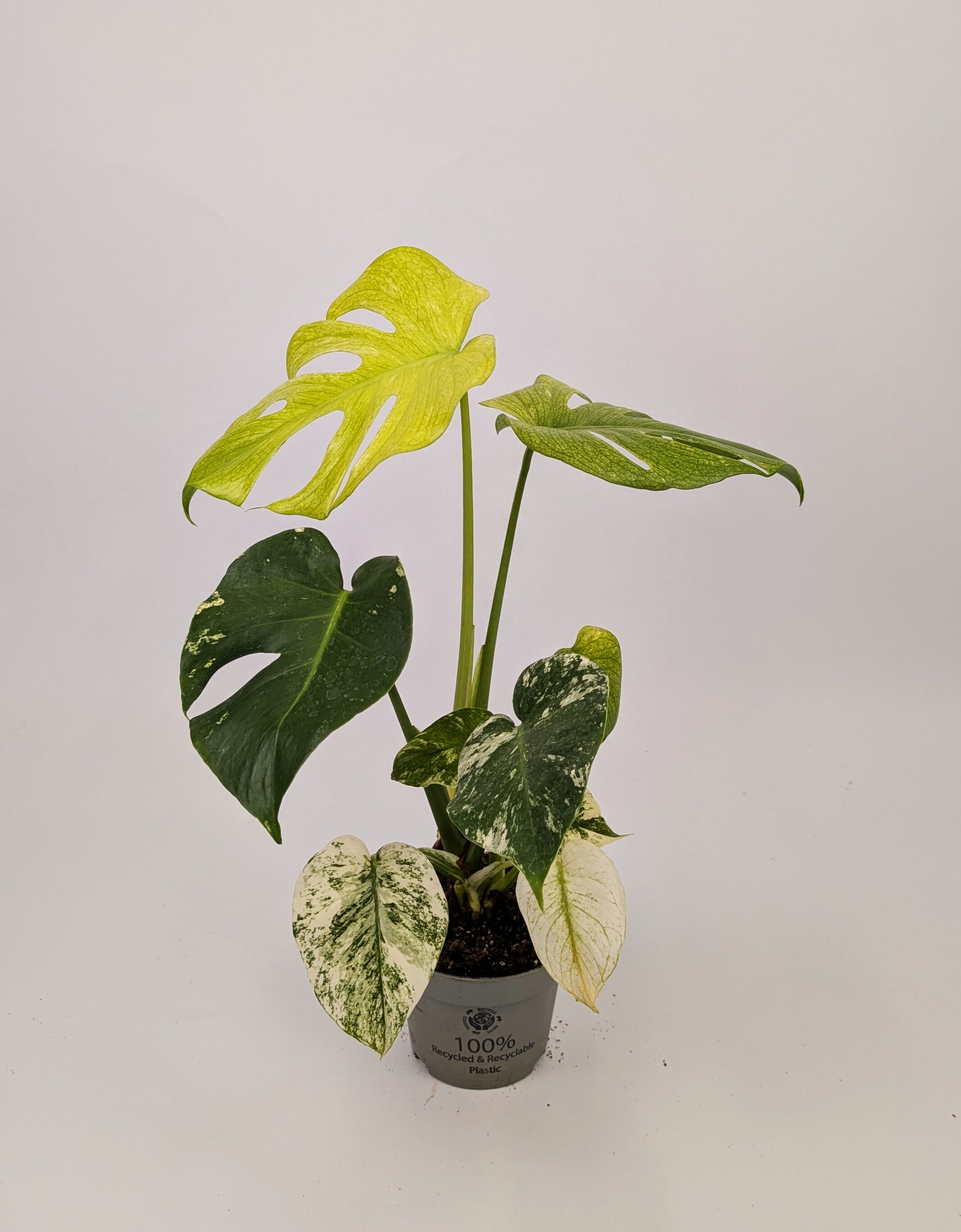 40 - 60cm Mint Monstera Deliciosa 12cm Pot Houseplant