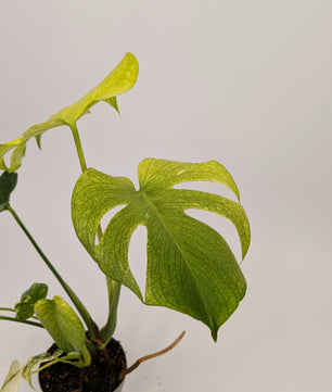 40 - 60cm Mint Monstera Deliciosa 12cm Pot Houseplant