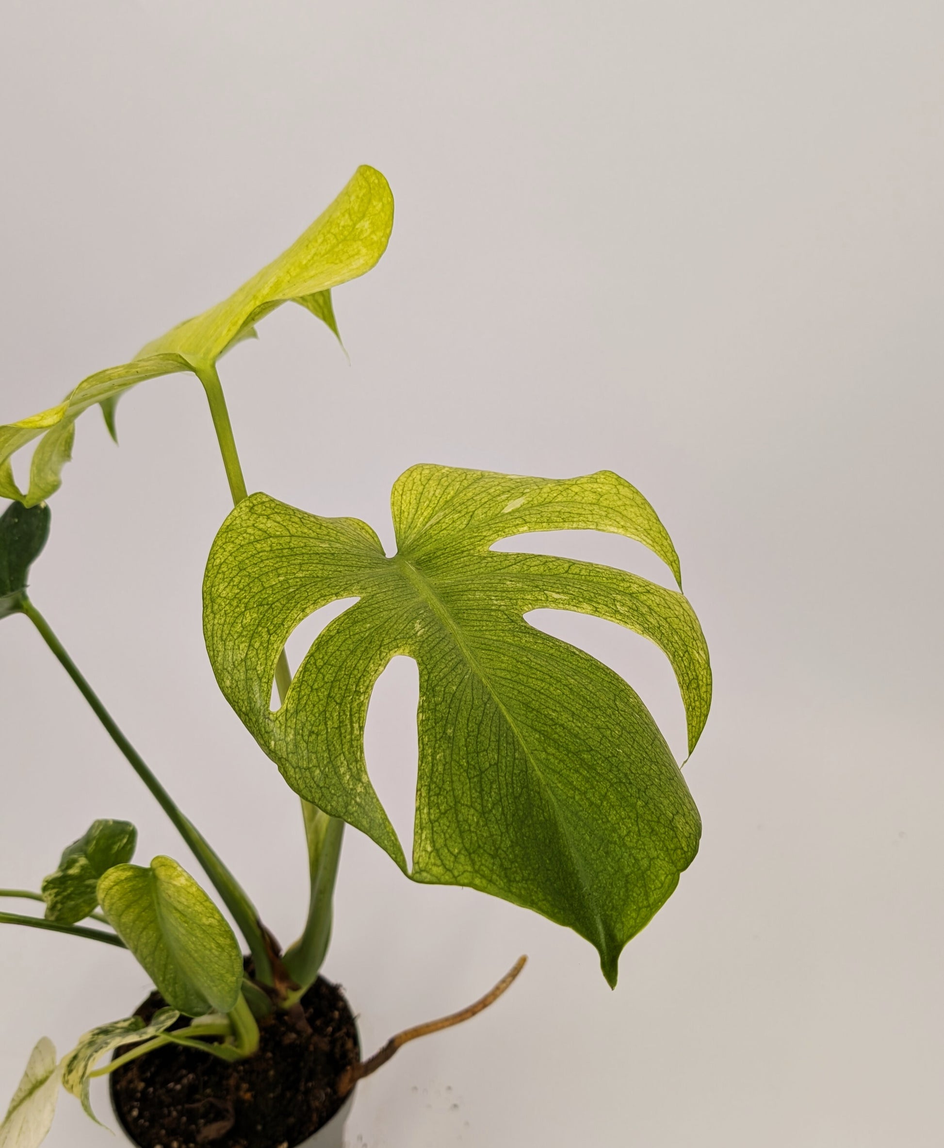 40 - 60cm Mint Monstera Deliciosa 12cm Pot Houseplant