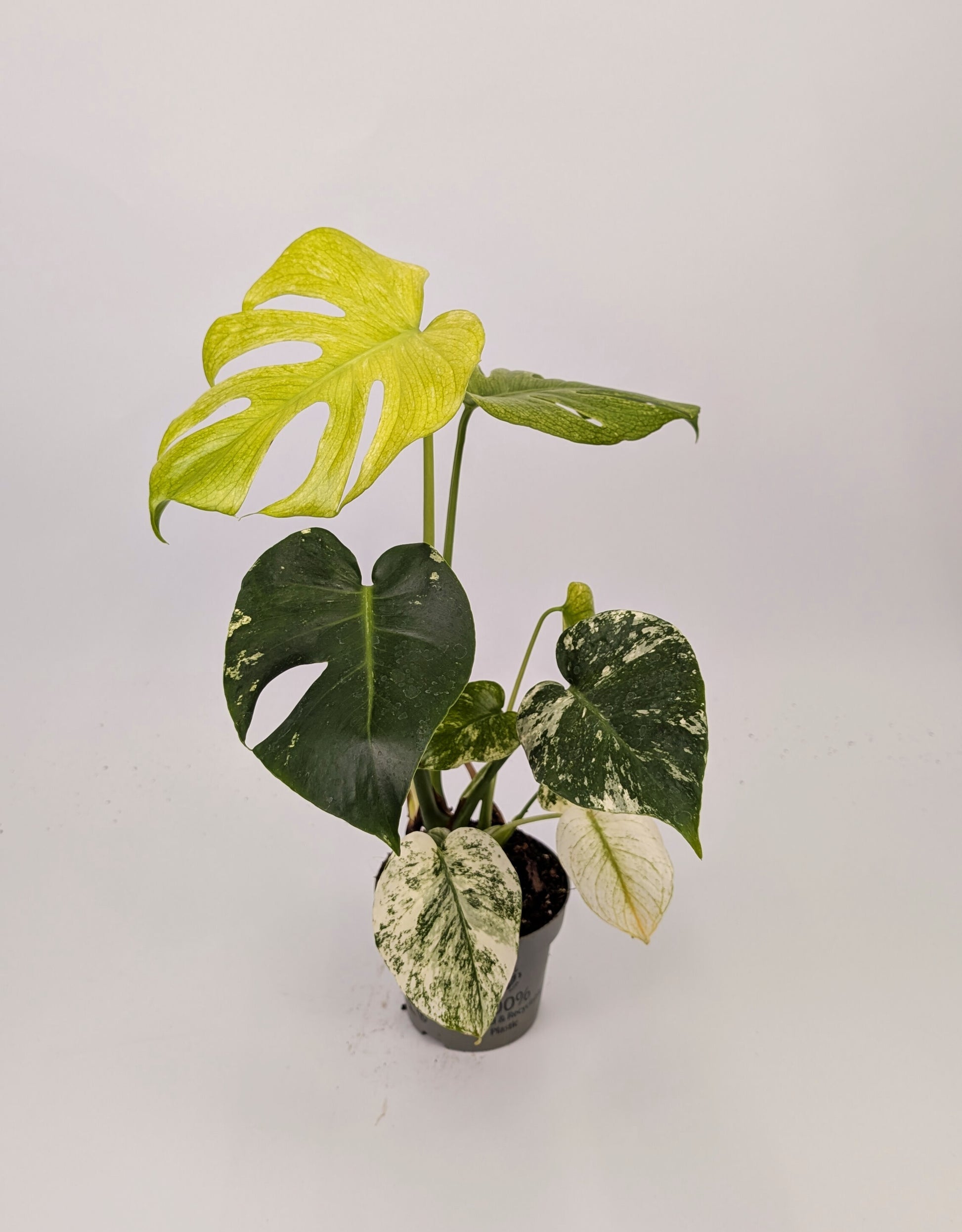 40 - 60cm Mint Monstera Deliciosa 12cm Pot Houseplant