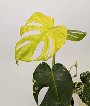 40 - 60cm Mint Monstera Deliciosa 12cm Pot Houseplant