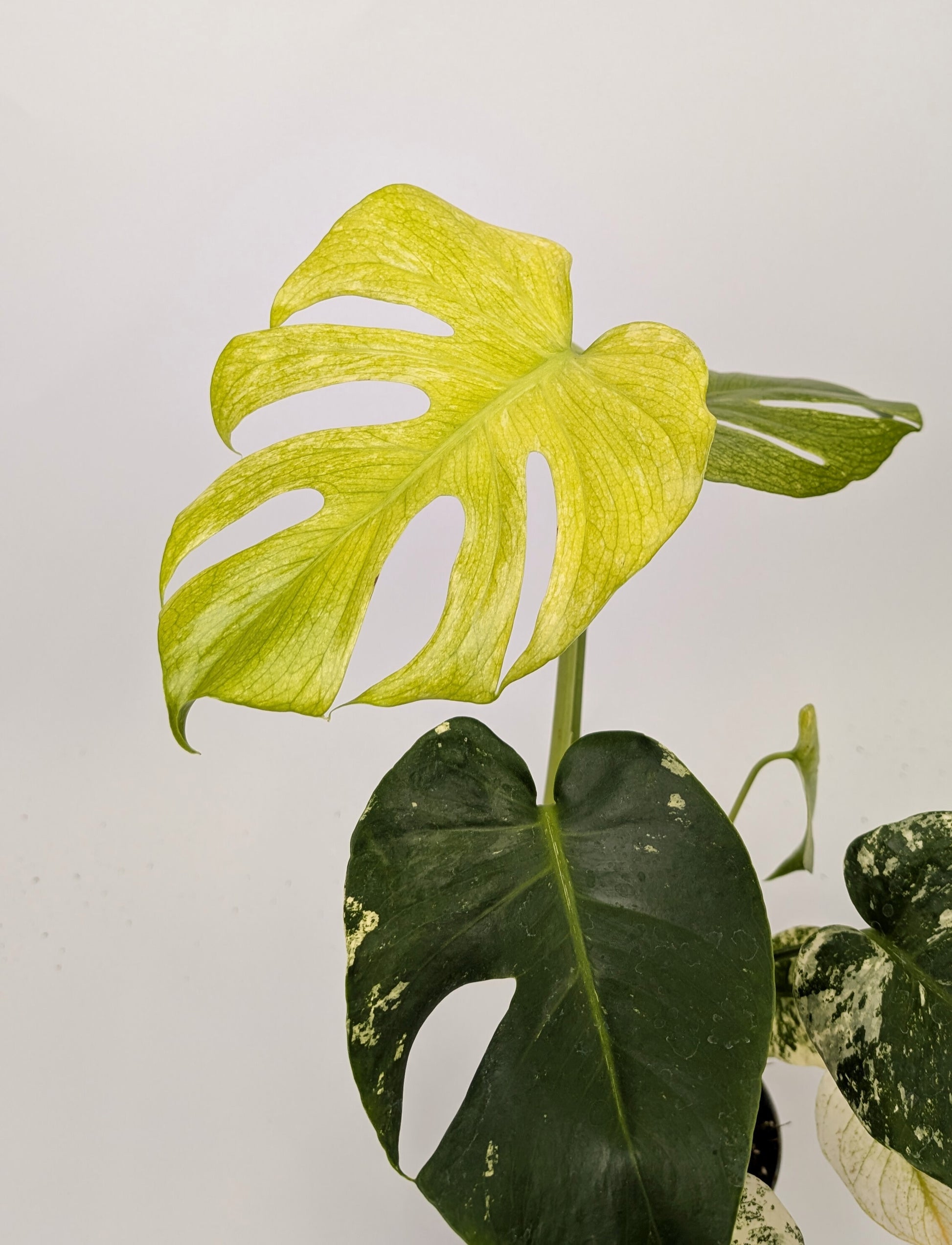 40 - 60cm Mint Monstera Deliciosa 12cm Pot Houseplant