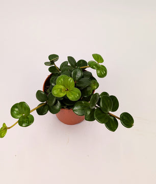 Peperomia Hope 12cm Pot Trailing Houseplant