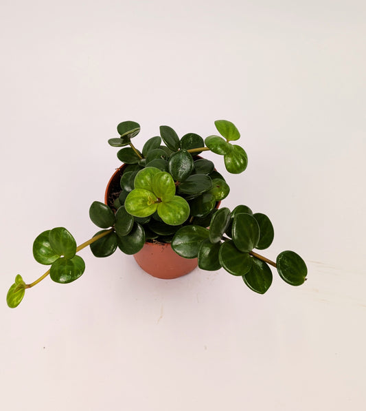 Peperomia Hope 12cm Pot Trailing Houseplant