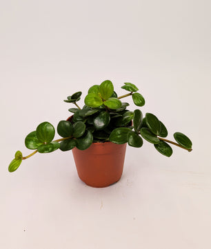 Peperomia Hope 12cm Pot Trailing Houseplant