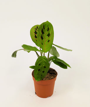 Maranta Fascinator Prayer Plant 7cm Pot Baby Houseplant