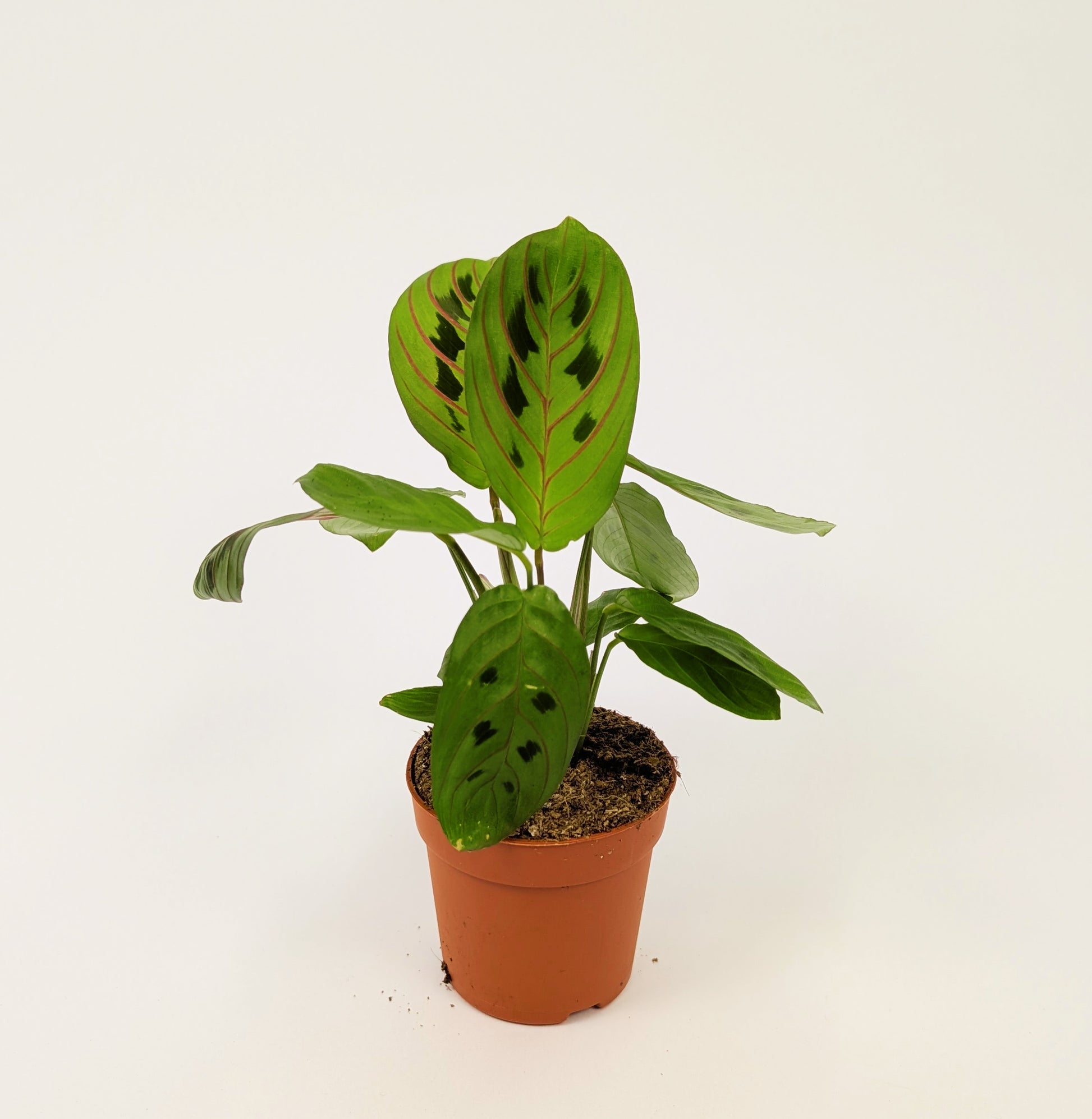 Maranta Fascinator Prayer Plant 7cm Pot Baby Houseplant