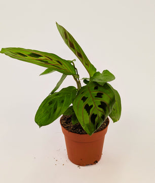 Maranta Fascinator Prayer Plant 7cm Pot Baby Houseplant