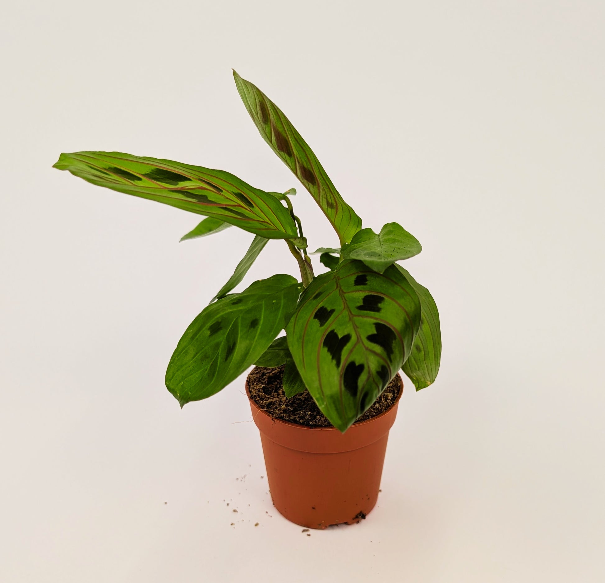 Maranta Fascinator Prayer Plant 7cm Pot Baby Houseplant