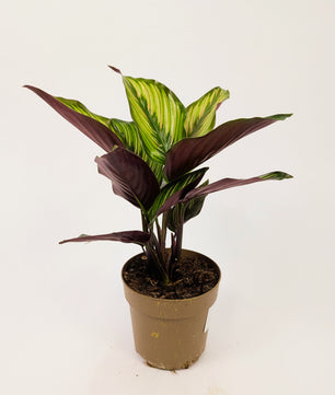 Calathea Beauty Star Prayer Plant 12cm Pot