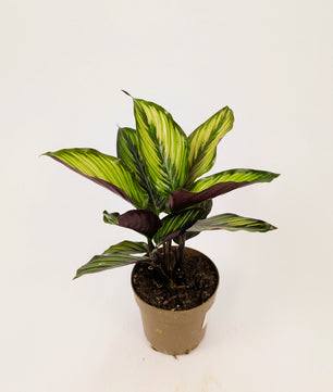 Calathea Beauty Star Prayer Plant 12cm Pot