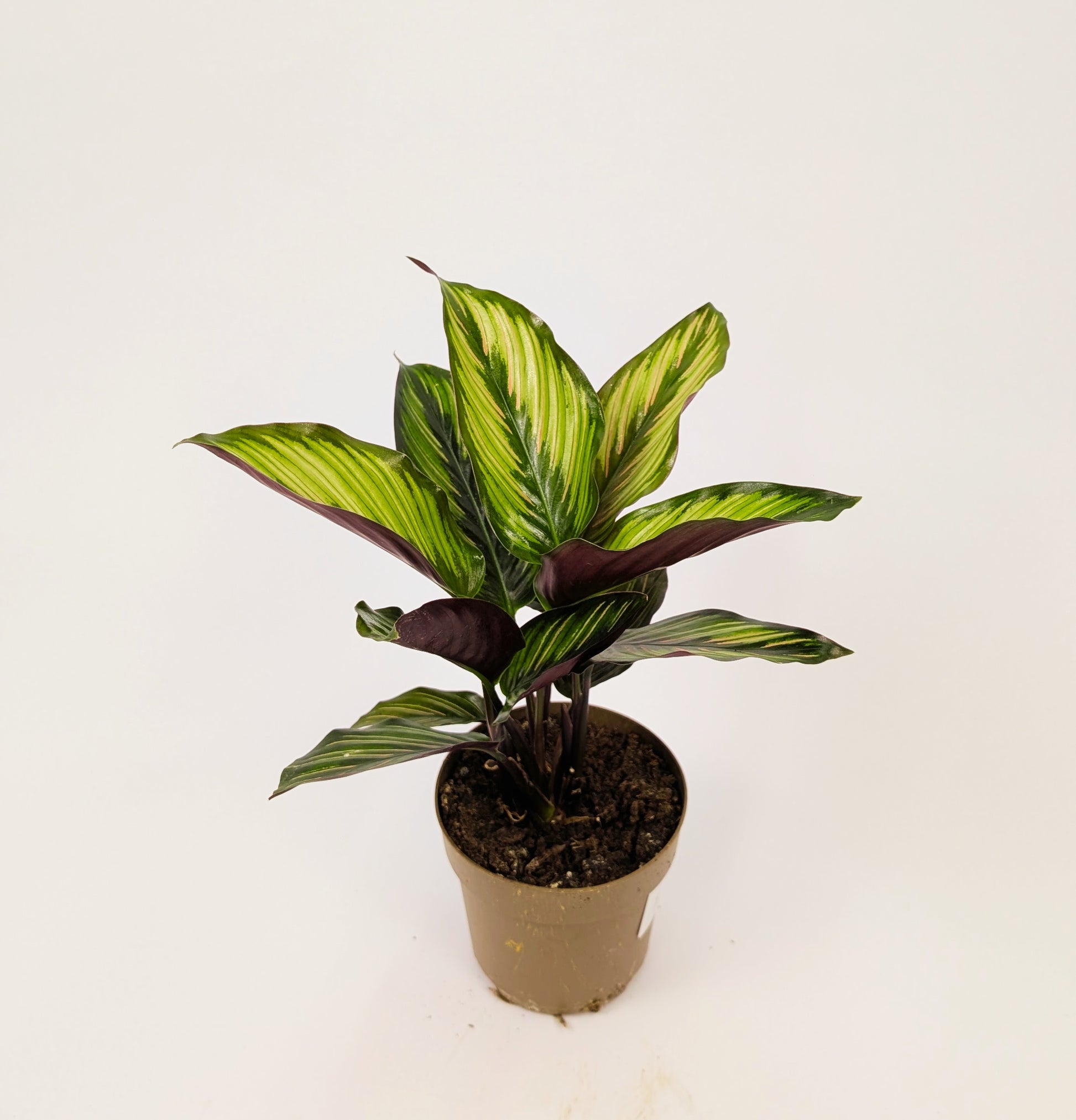 Calathea Beauty Star Prayer Plant 12cm Pot