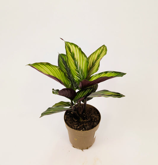 Calathea Beauty Star Prayer Plant 12cm Pot