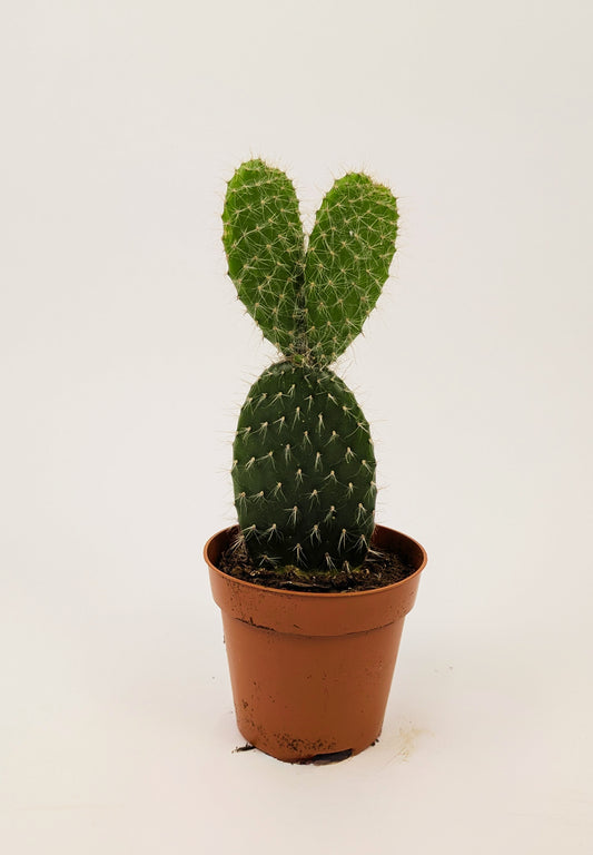 Opuntia Pylana 'Bunny Ear' Cactus 12cm Pot