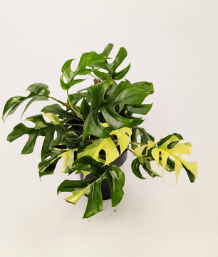 Rhaphidophora Tetrasperma Variegated 14cm Pot Houseplant