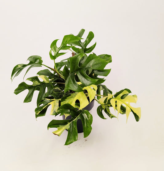 Rhaphidophora Tetrasperma Variegated 14cm Pot Houseplant