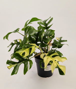Rhaphidophora Tetrasperma Variegated 14cm Pot Houseplant